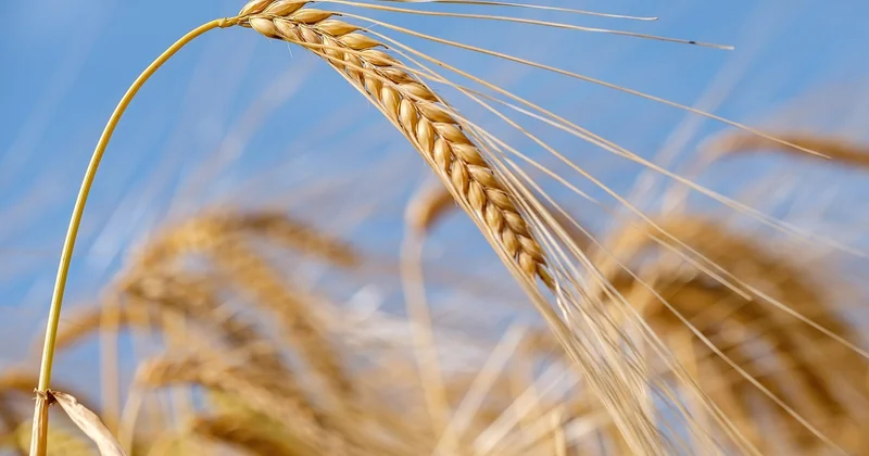 Réduire les insecticides : ce que coûte réellement la transition