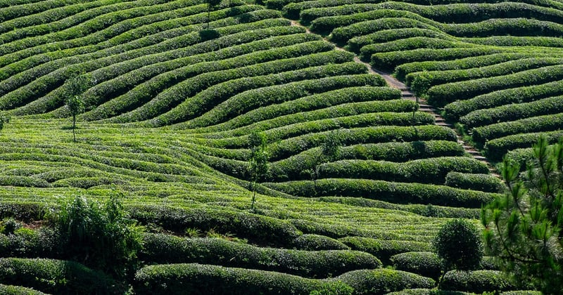 Litiges agricoles : les conséquences financières qui peuvent tout changer