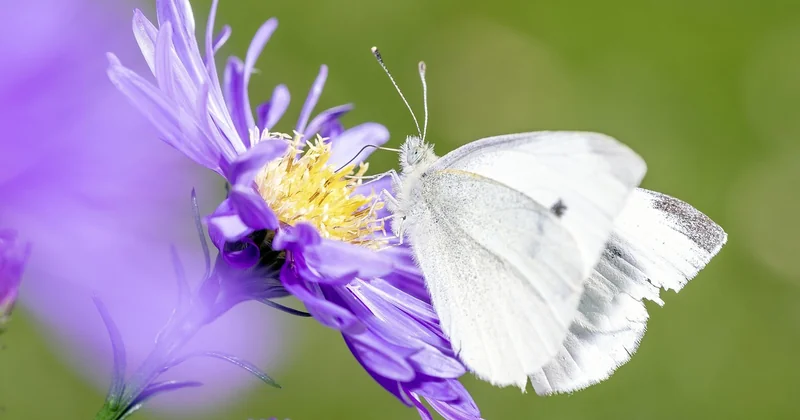 Alternatives concrètes aux pesticides chimiques