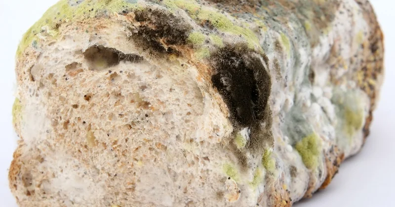 La technique de l'insecte stérile, un vieux concept qui reprend du service