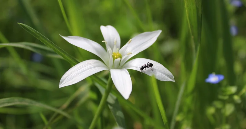 La recette de grand-mère contre les fourmis