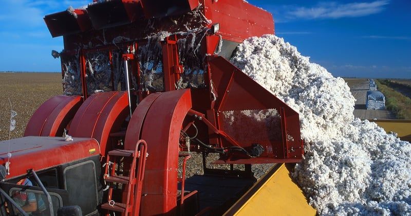 Coton, mode et pesticides : l'impact caché des insecticides sur nos vêtements