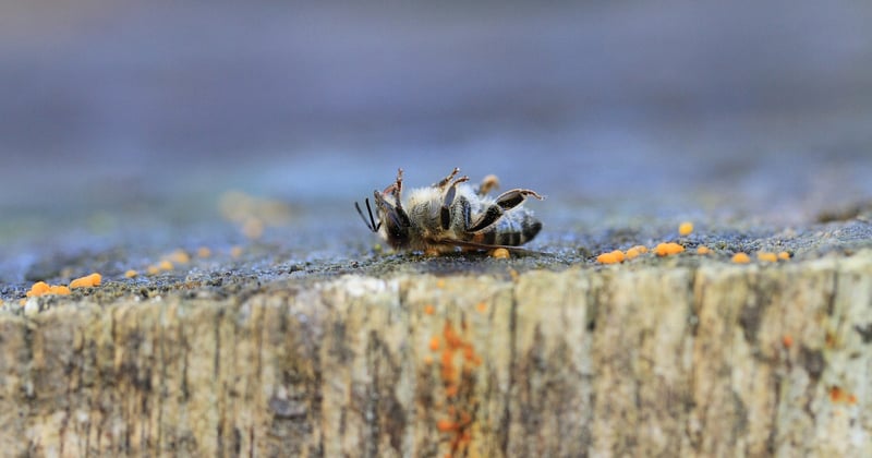 Pesticides : le combat des collectifs s'intensifie, dernières nouvelles