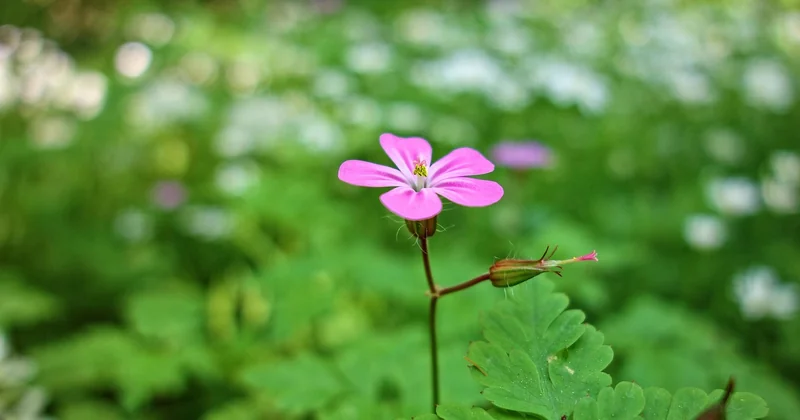 Les plantes répulsives, la solution douce