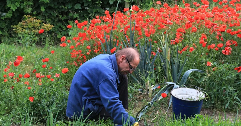 Désherber sans herbicide : le retour de la binette