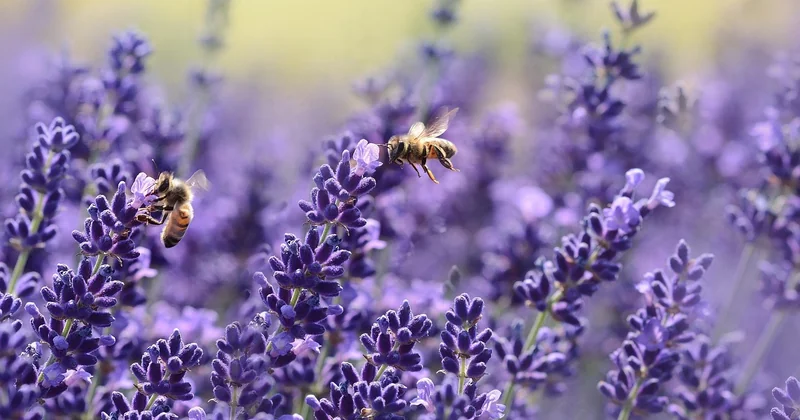 Le biocontrôle : la fausse solution simple